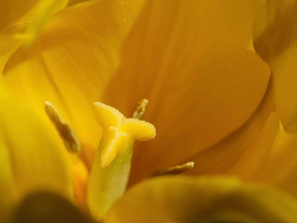 L'art du voyage lent : Immersion totale dans une culture et un paysage